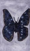 Papillon bleu 1970